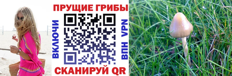цена наркотик  Усть-Катав  Галлюциногенные грибы Cubensis 
